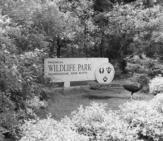 Provincial Wildlife Park Sign Black and White